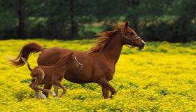28883-aleni.jpg