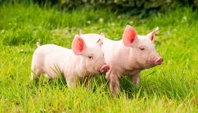 Domestic_pig_Grass_Two_482707.jpg