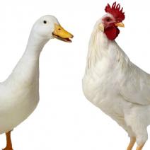 130320-chicken-duck-dna-cheat_ydqvm4.jpg