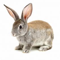 rabbit-awareness-week-.jpg